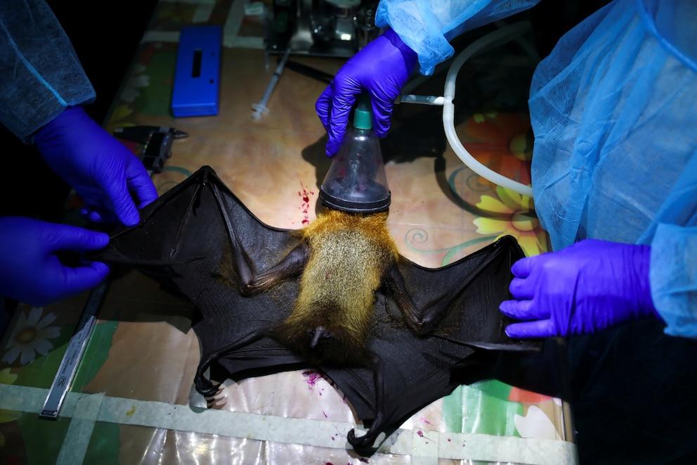 Alert in India: five cases of the deadly Nipah virus confirmed near Calcutta