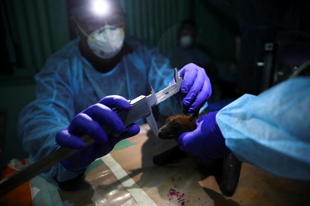 Alert in India: five cases of the deadly Nipah virus confirmed near Calcutta